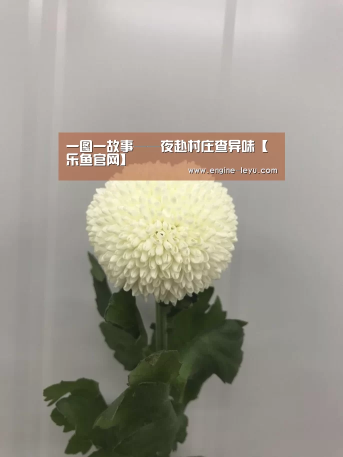 乐鱼官方版正版安装